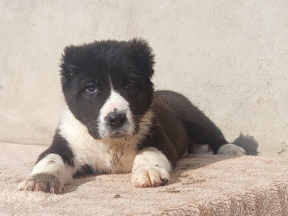 Щенки САО Алабай