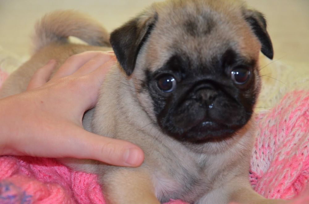 Продам щенков мопса