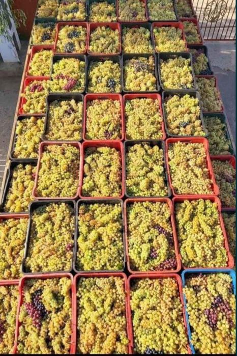 Vindem struguri de calitate pentru un vin de calitate