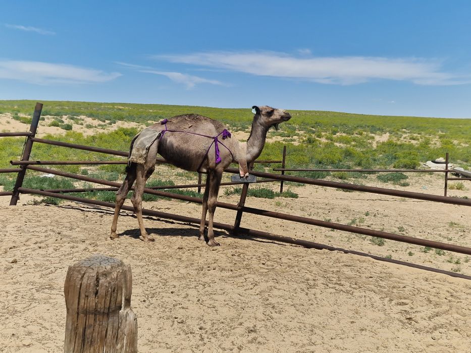 Туие сатылады бари бирге