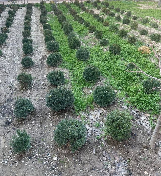 Shamshod (Шамшад) дарахти