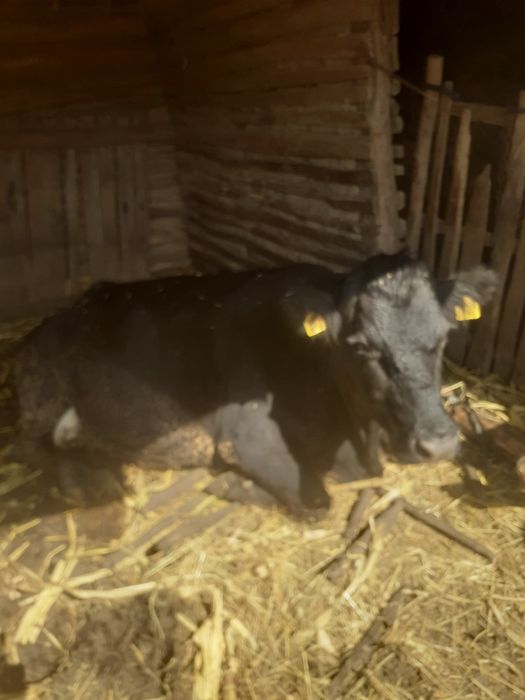 Vaca, de vanzare, comuna Apele Vii, Dolj