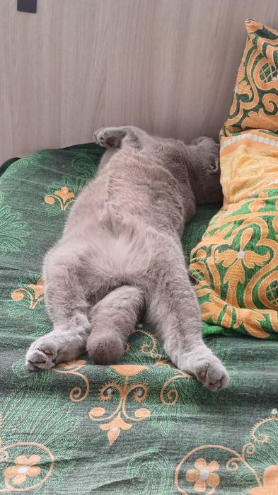 Скотиш фолд(Шотландская вислоухая)