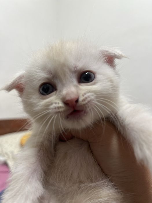 Котята шотландские
