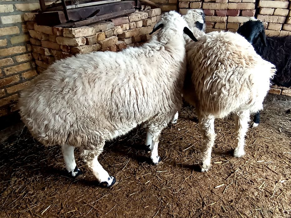 Коракулок кучкорлар сотилади