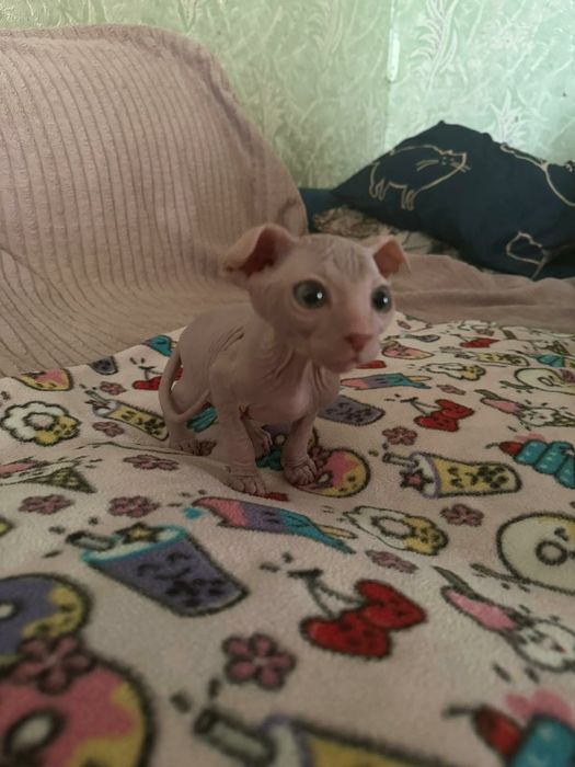 Котята Сфинксы канадские