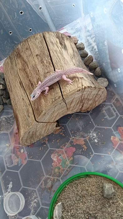 Леопардовый гикон