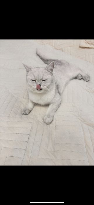 Кошка Британская шиншилла