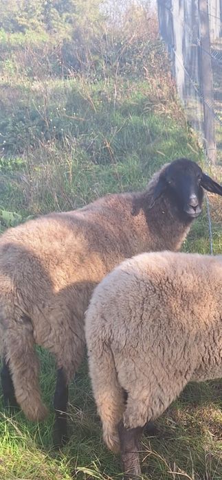 Vand  oaie carabașa la adoua fatare