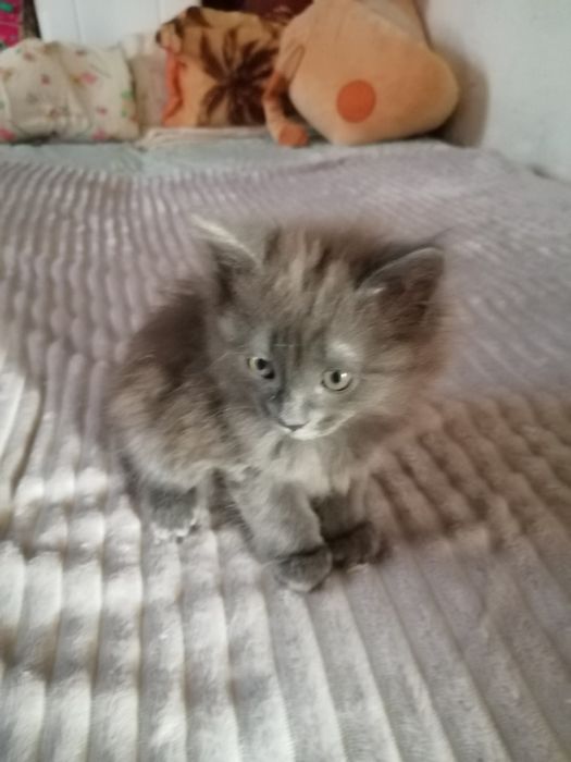 Отдам кошечка 2 месяца