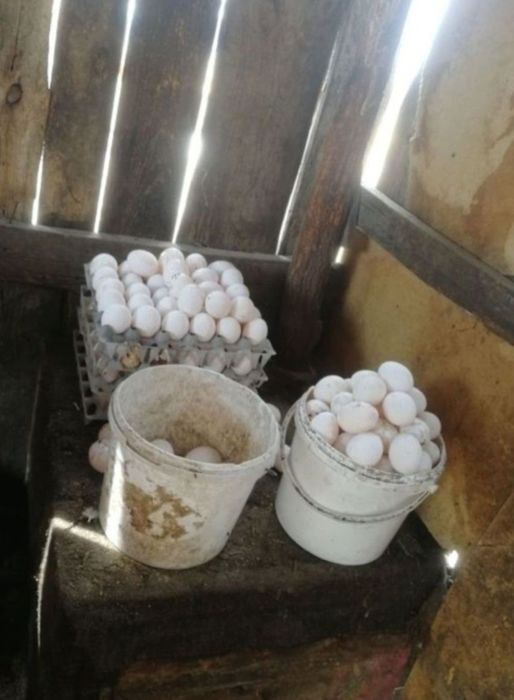 Куры несушки белые леггорн