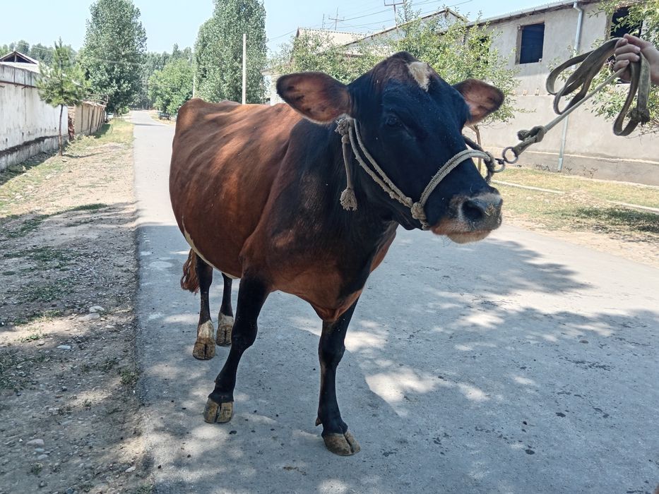 Grenford sigir sotiladi