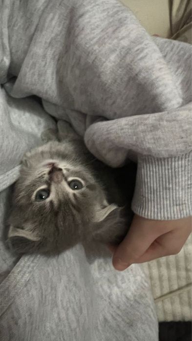 Милая кошка бесплатно