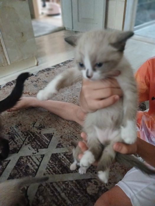 Отдам сиамских котят в добрые руки
