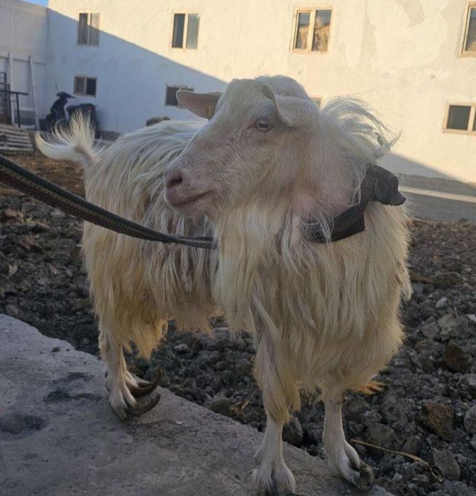 Zanen echki sotiladi