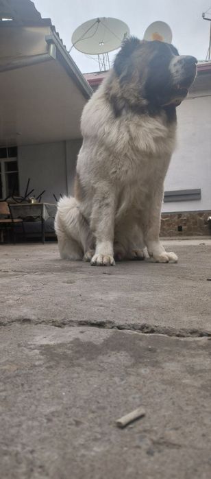 Красавчик на вязку