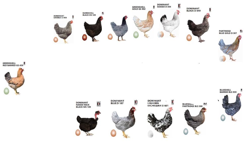 Продам домашних петушков