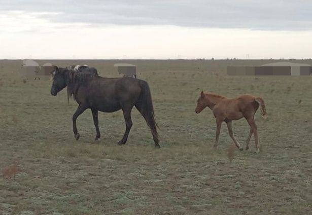Кулынды бие - кобыла с жеребенком