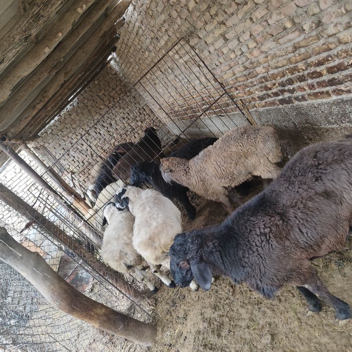 Qo'chqorlar sotiladi