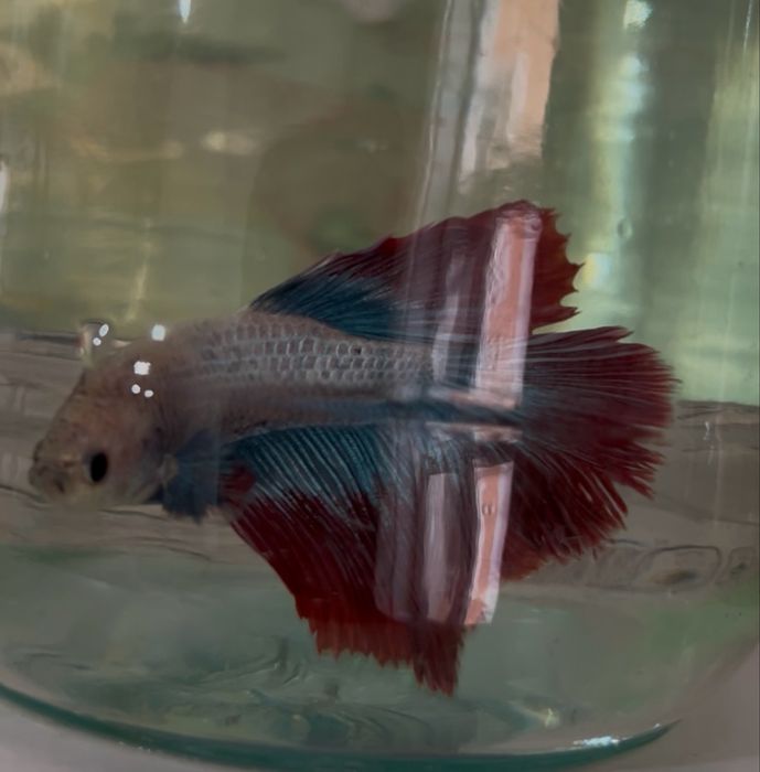 Петушок Рыбки аквариумные