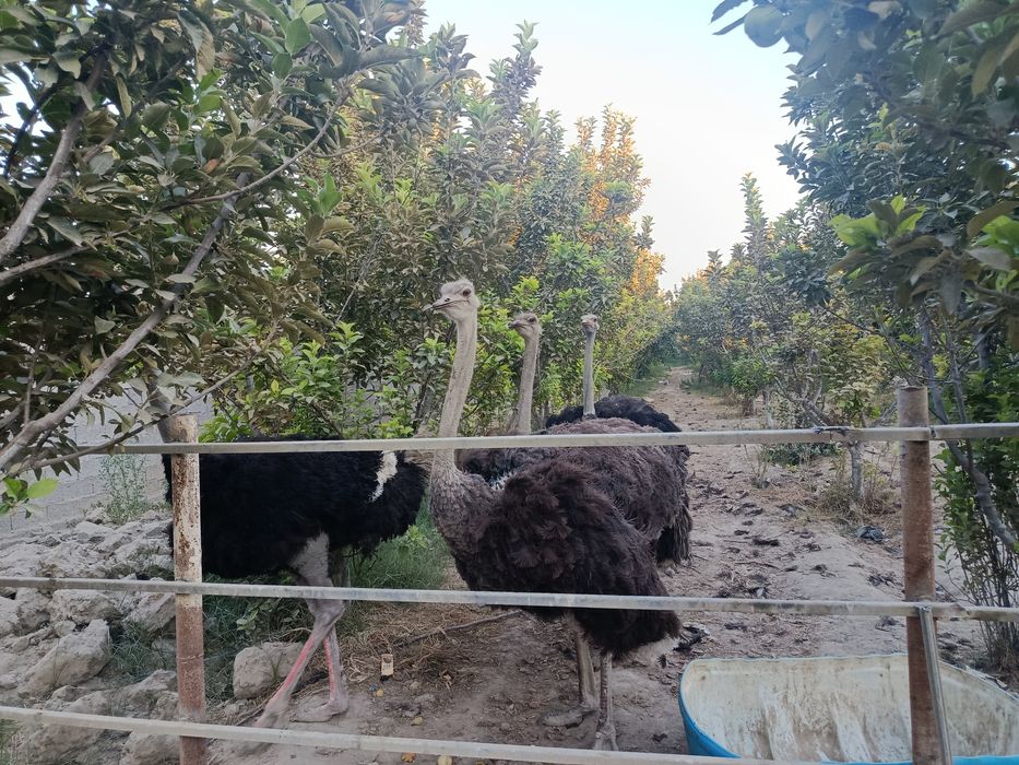 Iphone 11 c.tuyaqush
