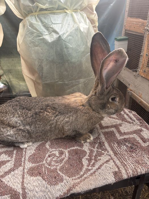 Masculi Urias German