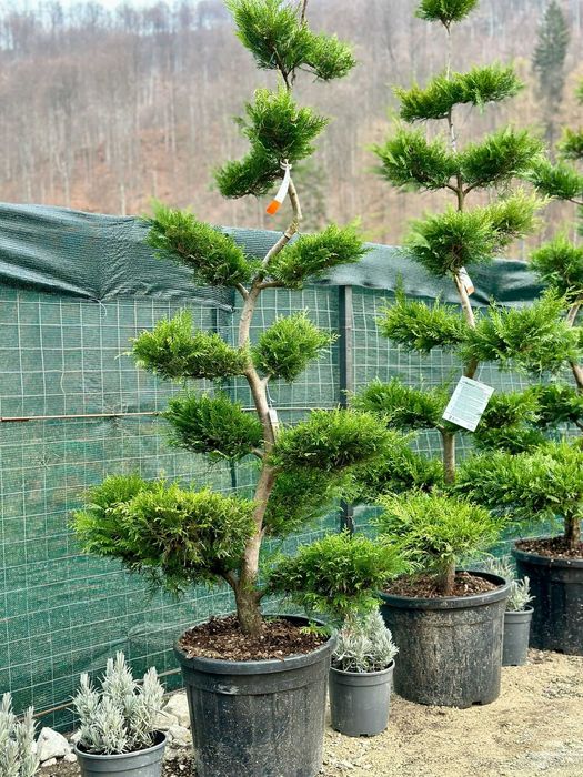 Arbuști Ornamentali pentru Spații Private