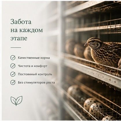 Перепелки Ecoquail.kz тупшки перепелов