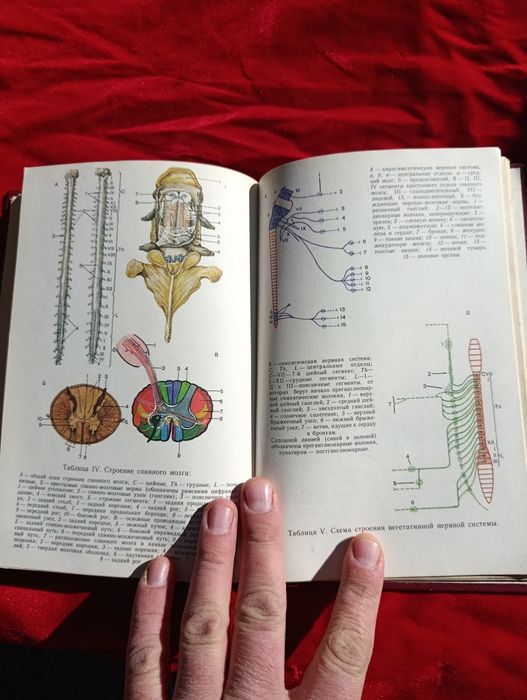 Анатомия издания СССР редкая
