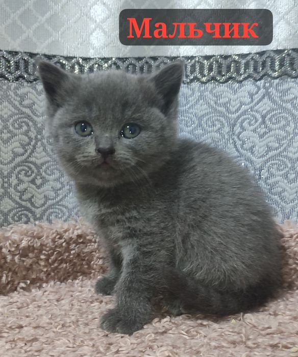 Продаются котята правильной вязки