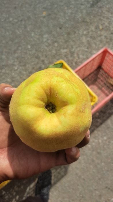 Bexi mevasi boģdan optom sotiladi