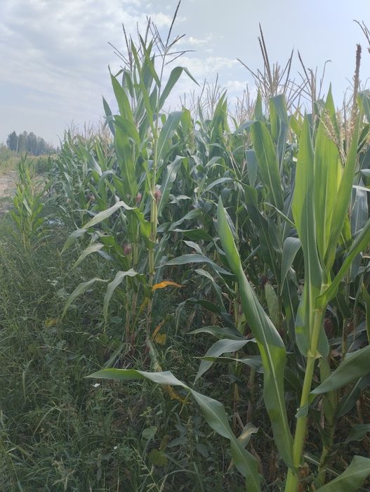 Makka selos 50 gektar