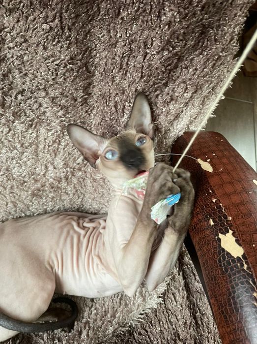 Отдам в хорошие руки