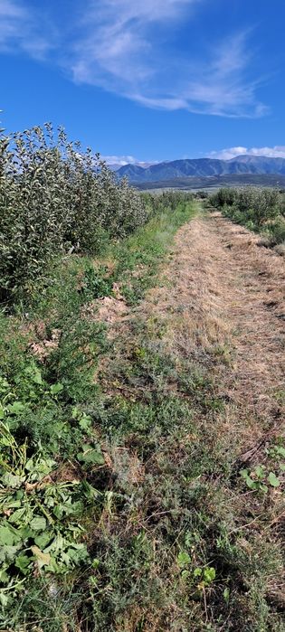 продам яблоневый сад