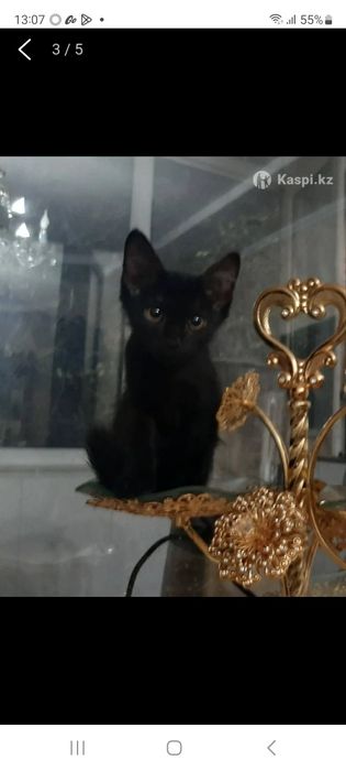 Котенок мальчик в добрые руки