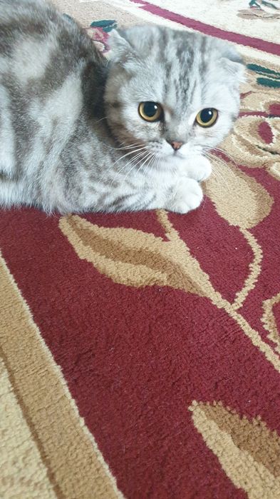 Шотландский вислоухий