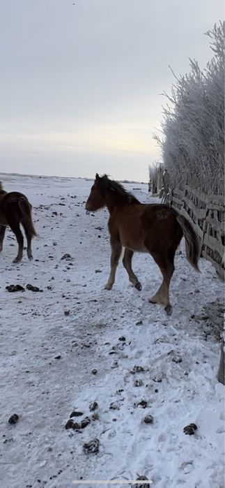 Жабагы жеребята 7-9 месяцев