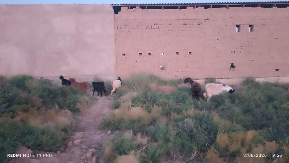 5ta echi sotiladi 8ml kelishiladi