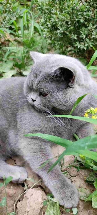 Вязка котов SOTILMIDI