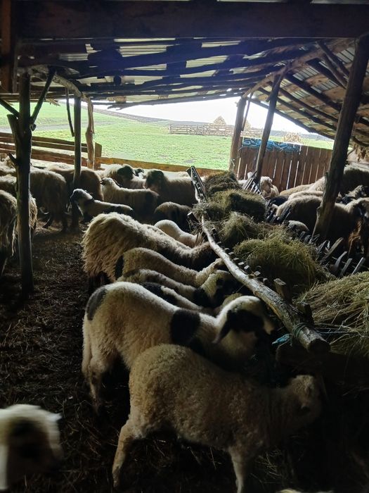 De vânzare miei de paste