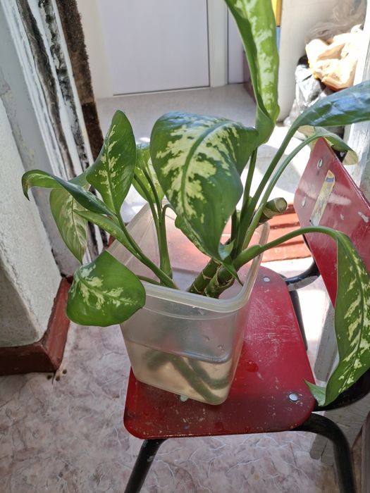 Комнатные растения и цветы