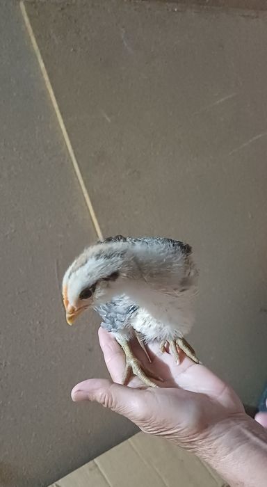 Цыпленок 1месячные