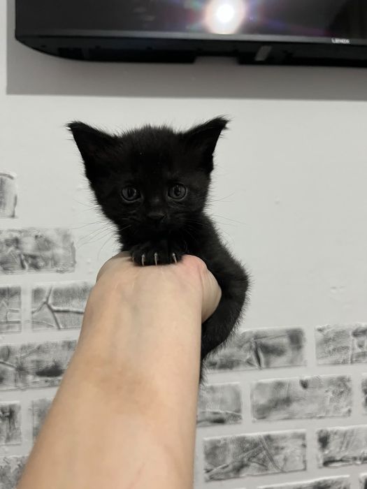 Отдам в добрые руки котят