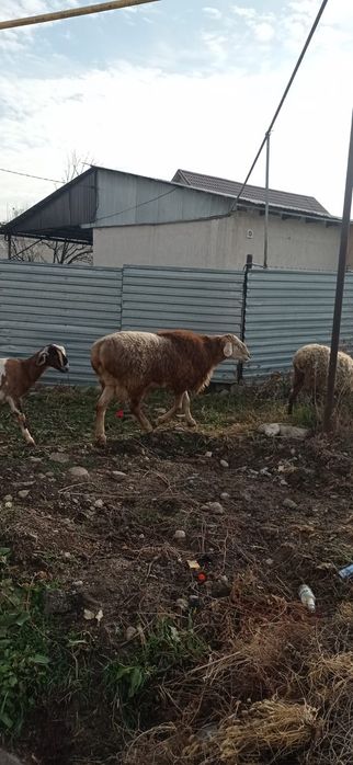 Арашан қошқар сатылады