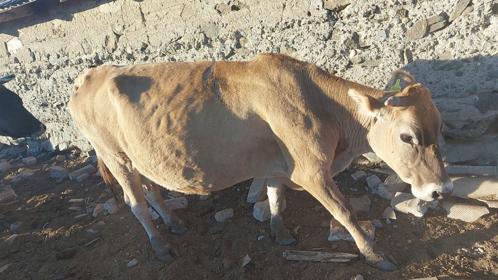 Продам дойных коров и телят