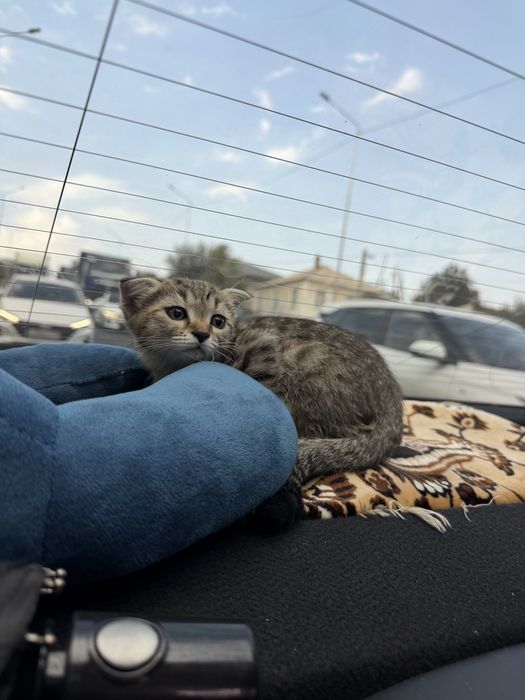 Мальчик котенок 3 мес