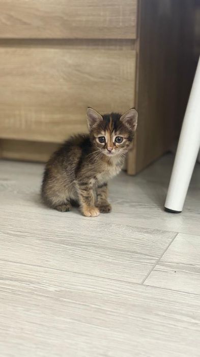 Отдадим в добрые руки двух котят девочек