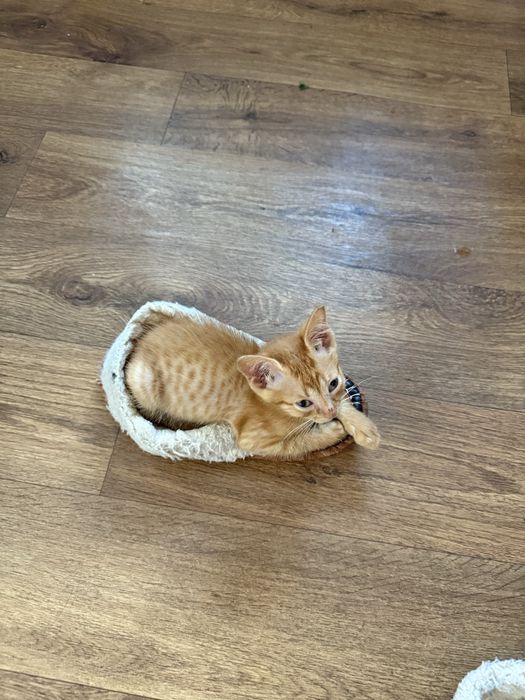 Отдам кошка рыжик бесплатно