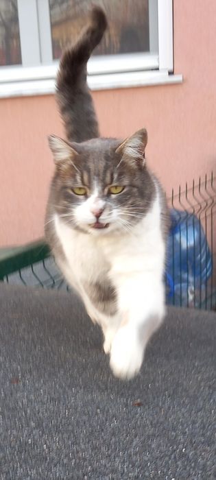 Котета на 8 месеца