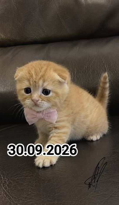 Вислоухие Британские котята